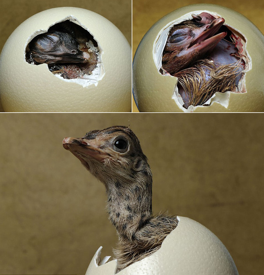媒体刊登多种动物出壳过程照片_高清图集_新浪网
