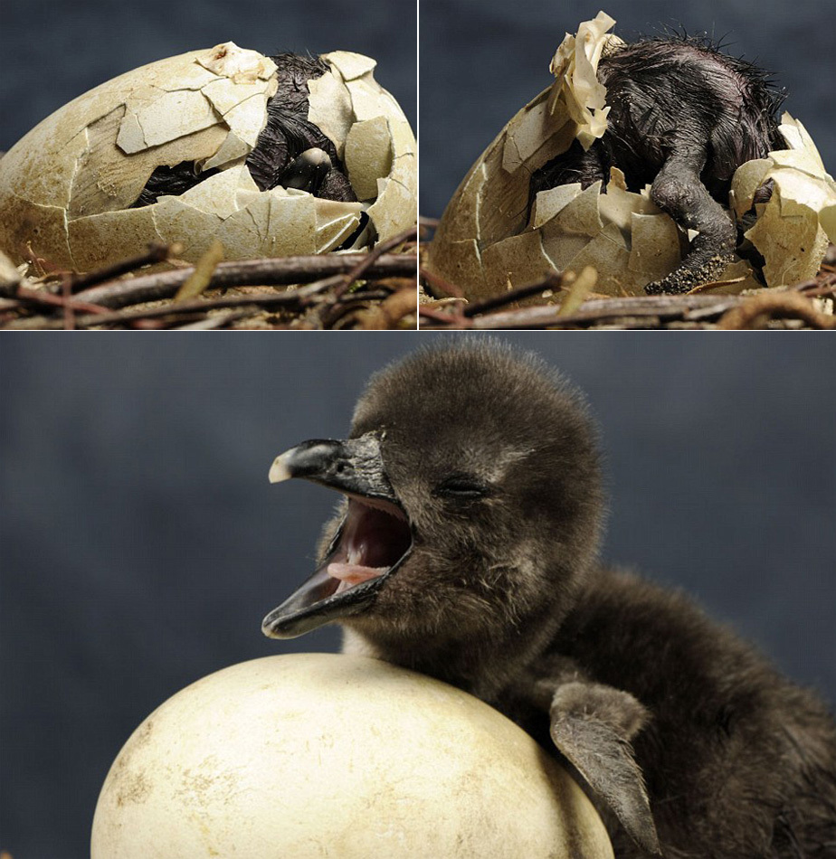 媒体刊登多种动物出壳过程照片_高清图集_新浪网