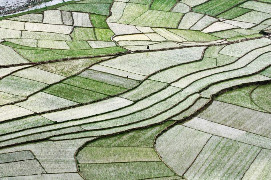 广西河池市凤山县返青播种后的农田再现美丽画卷