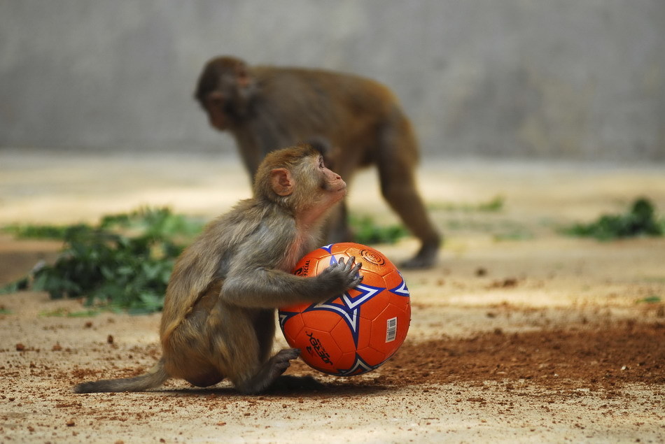 烟台动物园举行动物足球比赛