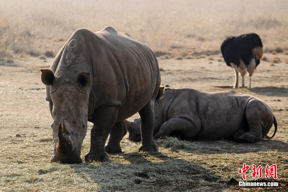 摄影师在南非近距离接触狮子犀牛