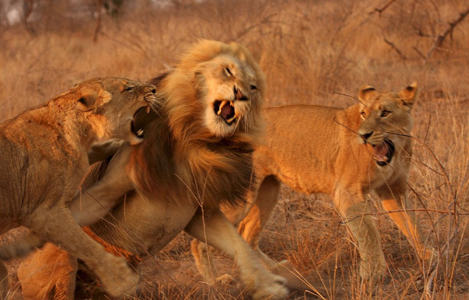 摄影师拍摄两只雌狮攻击雄狮场面