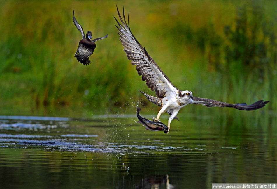 英国摄影师拍下鱼鹰捕鱼瞬间