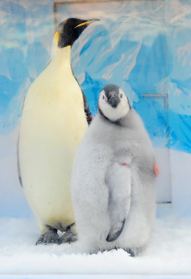 帝企鹅幼仔和它的妈妈
