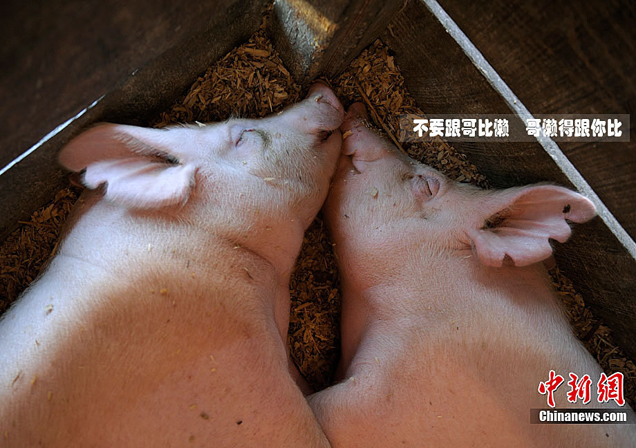 猪上树你的同类来了