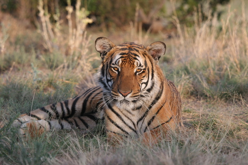 摄影师记录华南虎野化训练精彩瞬间_高清图集_新浪网