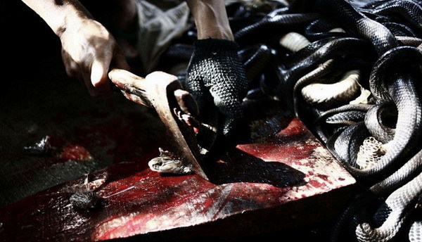 印尼男子捕杀眼镜蛇制成蛇肉汉堡