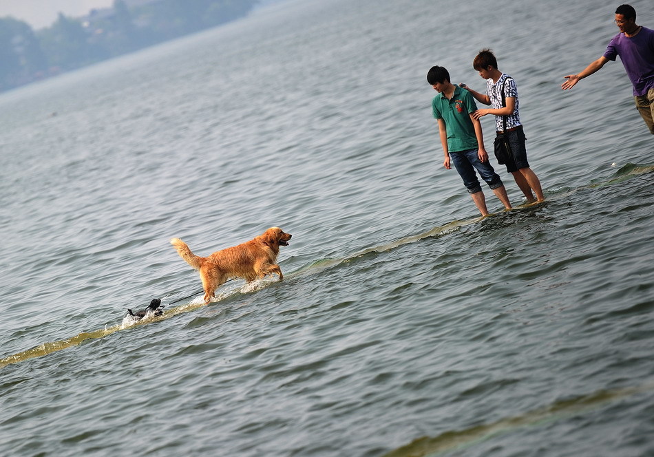 武汉大学凌波门外的天然游泳池内的泳池栈道被湖水淹没,东湖犹如在