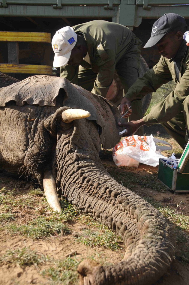 工作人员合力将大象搬到卡车上准备转移