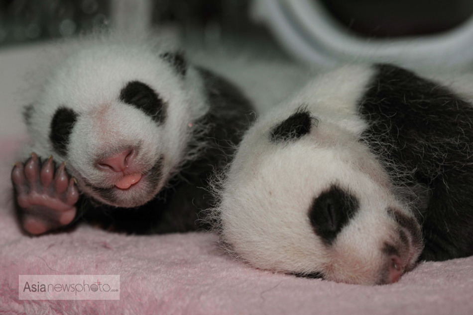 超萌成都新生熊猫宝宝