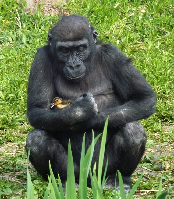一头大猩猩抚摸着一只从附近护城河误入布里斯托尔动物园的小鸭子,小