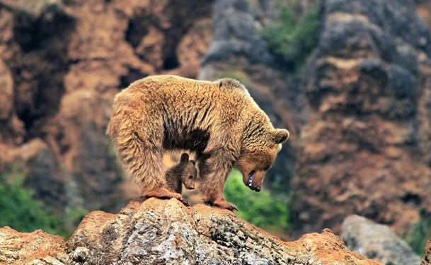 熊崽西班牙图片