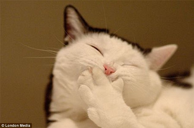 动物憨笑表情萌翻镜头_高清图集_新浪网