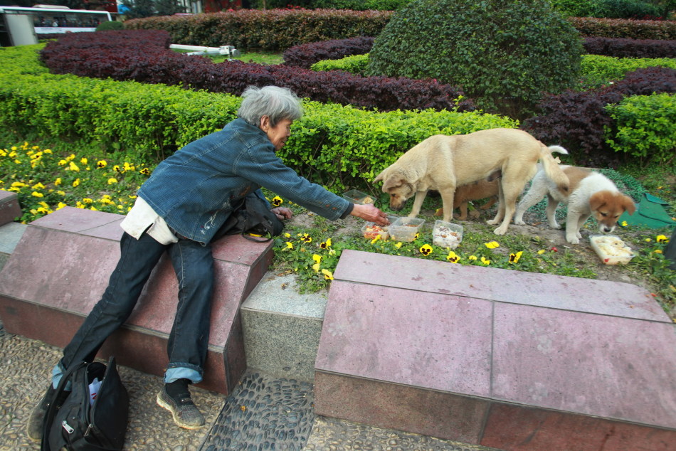 独眼流浪狗带小狗"隐居"闹市坚强生活