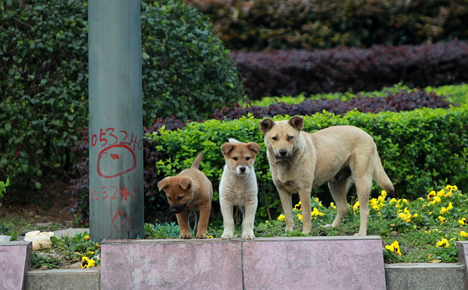 独眼流浪狗带小狗"隐居"闹市坚强生活