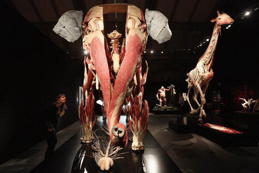 "死亡博士"解剖学家展示生物塑化动物标本