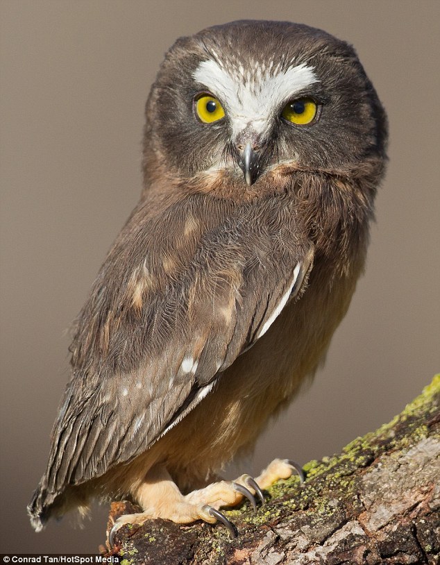 摄影师捕捉到猫头鹰微笑画面