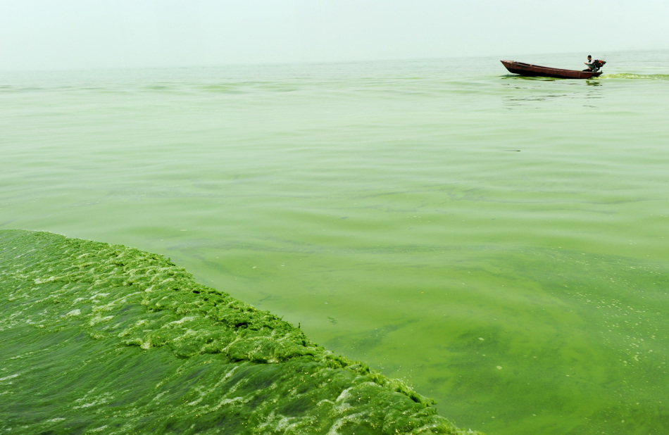 巢湖部分地区出现蓝藻聚集_高清图集_新浪网