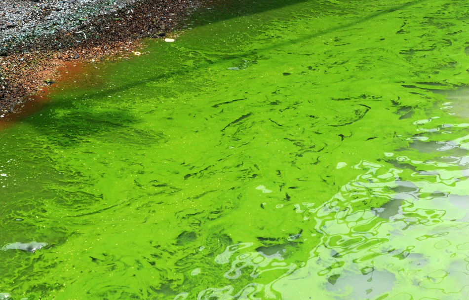 巢湖部分地区出现蓝藻聚集_高清图集_新浪网