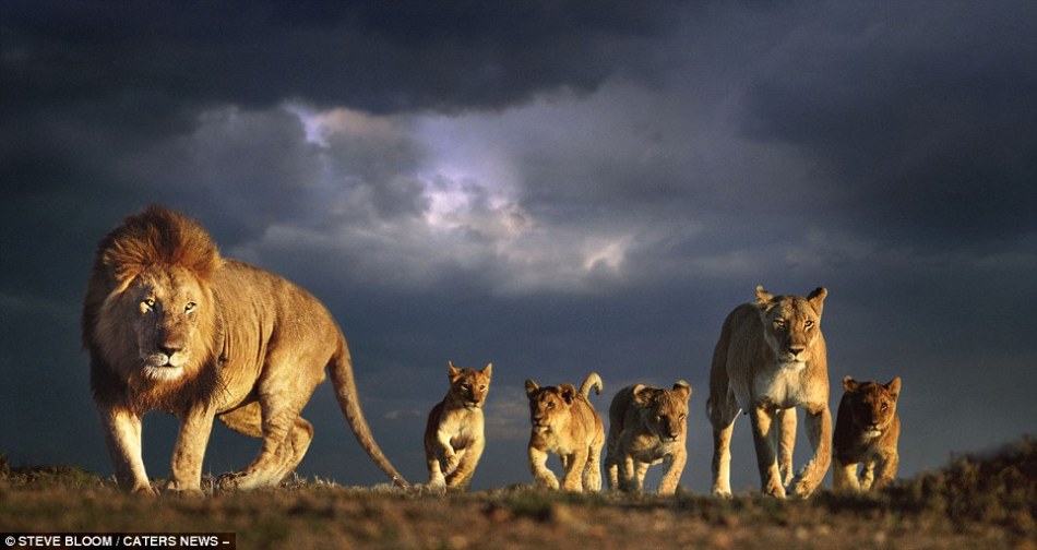 非洲草原上野生动物的凶恶和温情