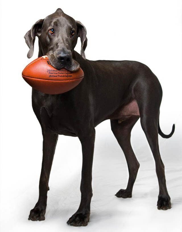 大丹犬获世界最大狗桂冠