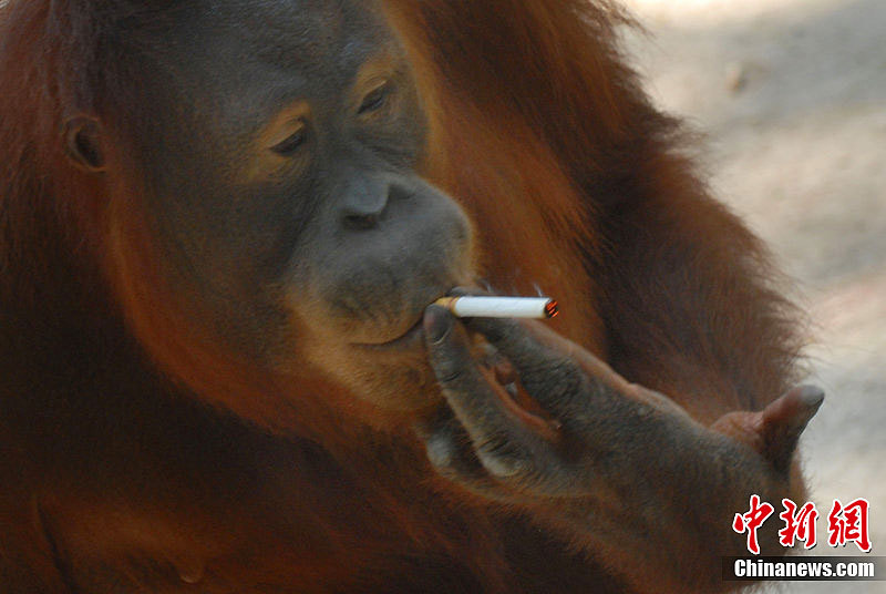 印尼大猩猩抽烟上瘾 动物园助其戒烟