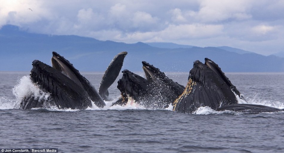座头鲸群体合作吞食鱼群场面壮观_高清图集_新浪网