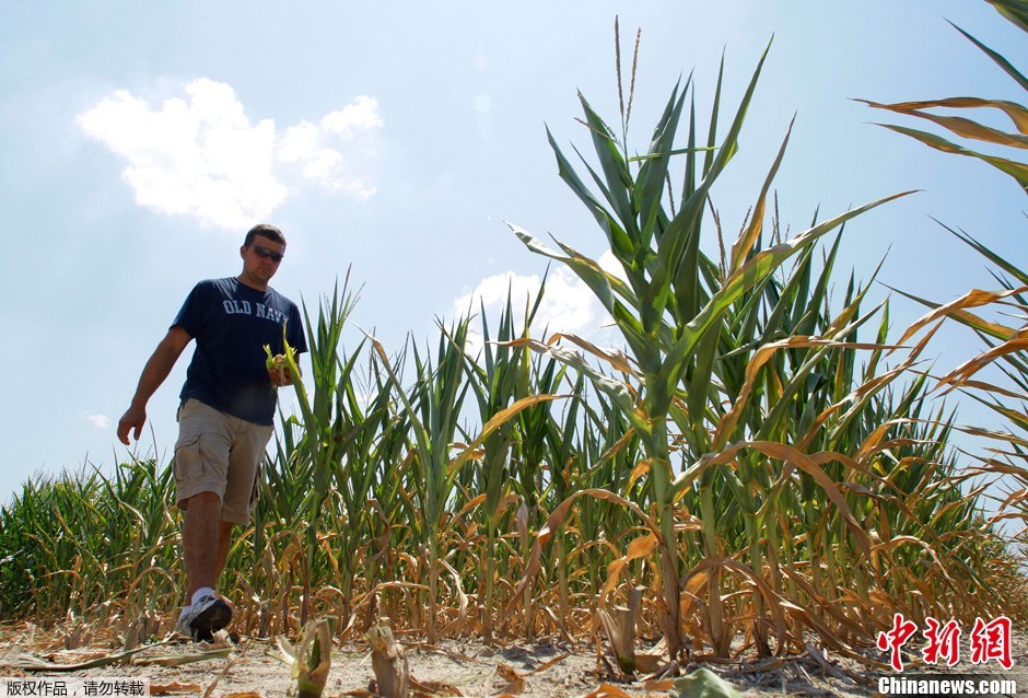 美国中西部遇25年来最严重旱灾玉米减产