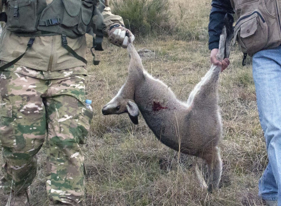 澳洲将猎杀520万只袋鼠用于商业用途