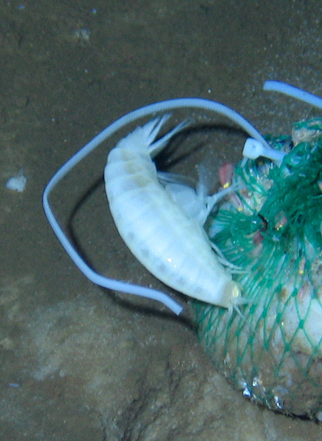 蛟龙号在七千米海底拍摄食腐鱼捕食