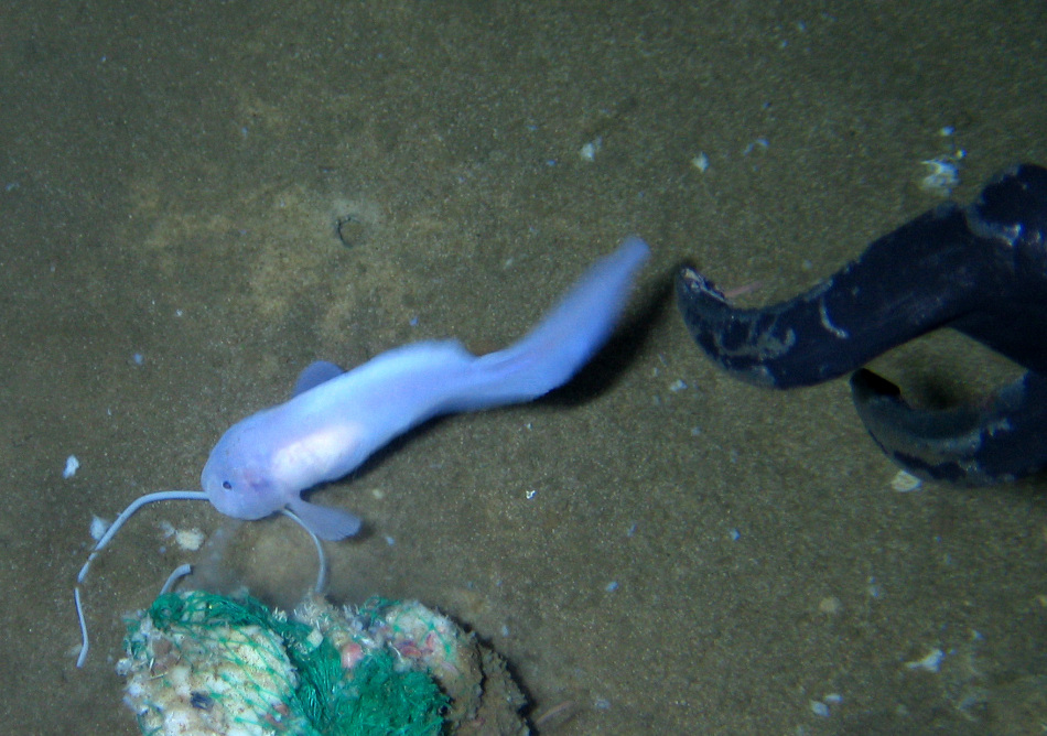 蛟龙号在七千米海底拍摄食腐鱼捕食