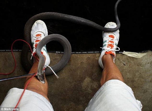 摄影师拍下致命毒蛇咬噬腿部惊险瞬间