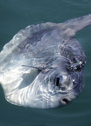 巴西摄影师拍到似外星生物翻车鱼