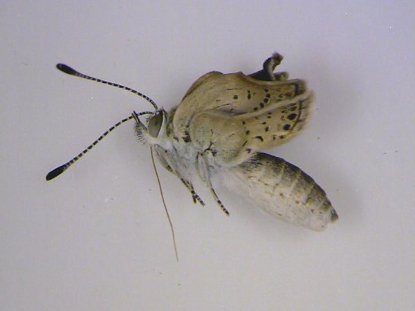 日本蝴蝶变异或因受福岛核危机影响_高清图集_新浪网