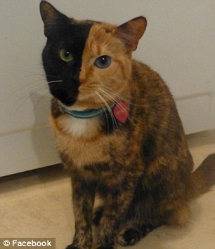 阴阳脸"双面猫"走红网络