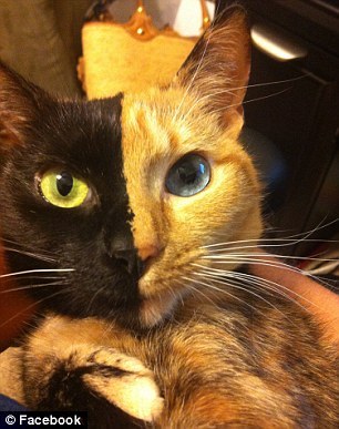 阴阳脸"双面猫"走红网络