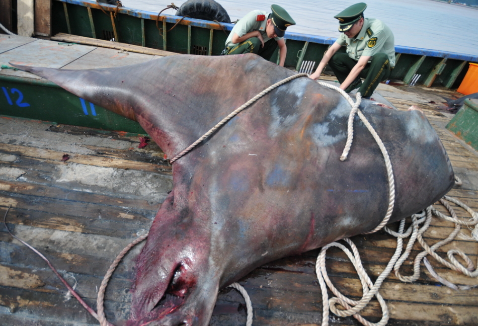 据悉,蝠鲼是一种生活在热带和亚热带海域底层的软骨鱼类,体扁平,强大