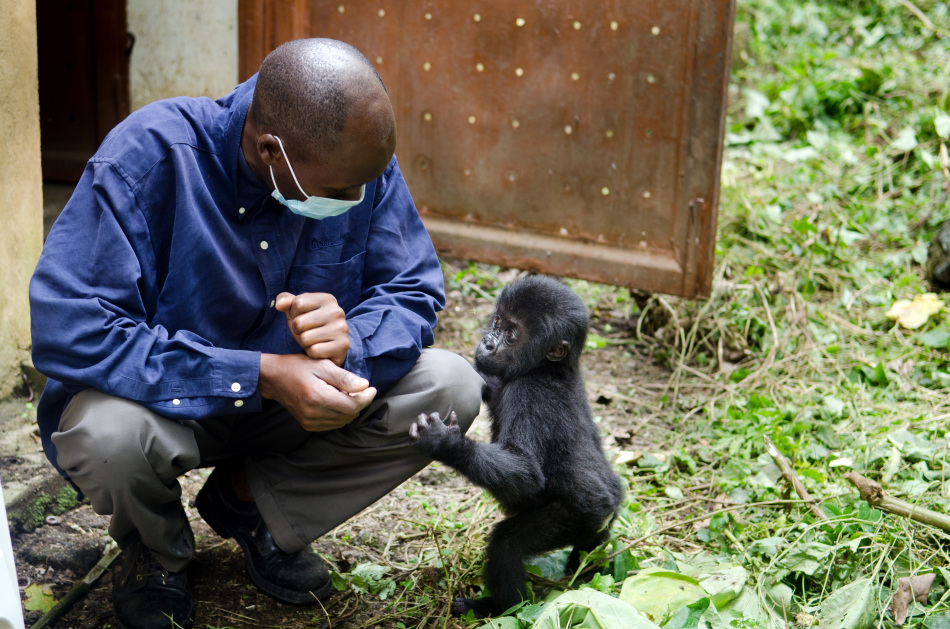 刚果(金)冲突使濒危山地大猩猩处于险境_高清图集_新浪网