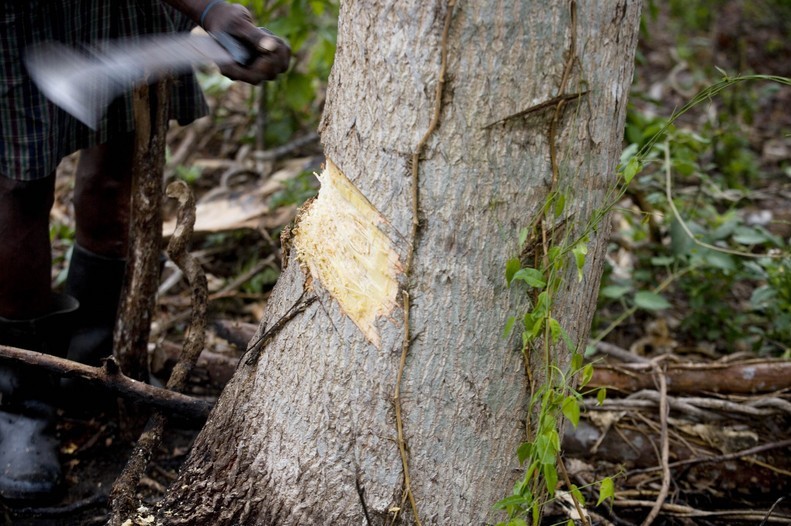 哭泣的大树 非洲原始森林在消逝