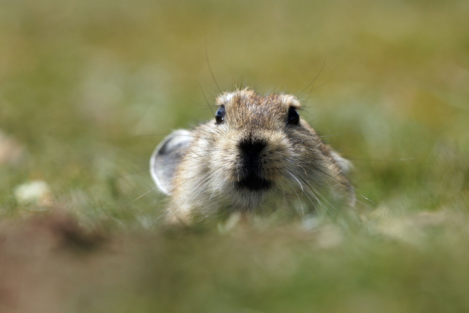 黑唇鼠兔,夏日寺.摄影:雷波