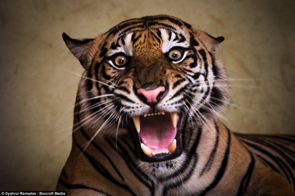 摄影师抓拍苏门答腊虎生气瞬间