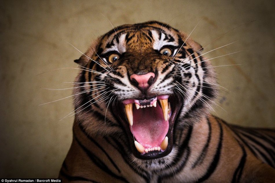 老虎发怒 吓人图片