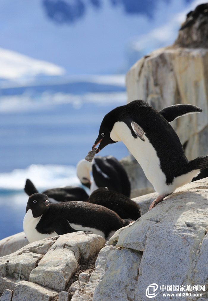 "中国国家地理号"首航南极 邂逅南极精灵企鹅