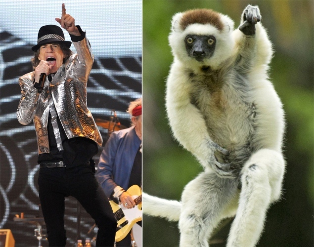 这些人模人样的动物们