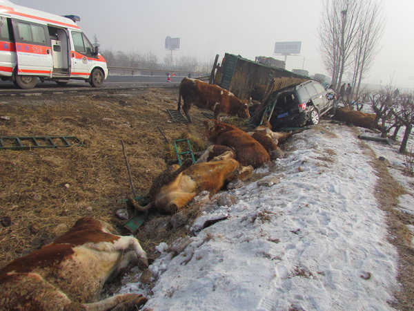 山东货车侧翻15头牛死亡 村民趁机割牛腿