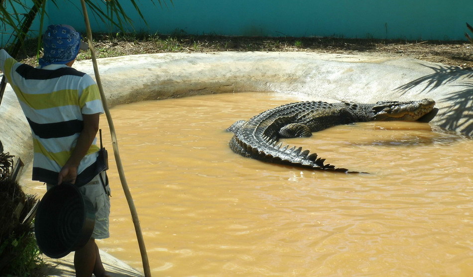 世界最大鳄鱼死亡 身长超6米曾吃人