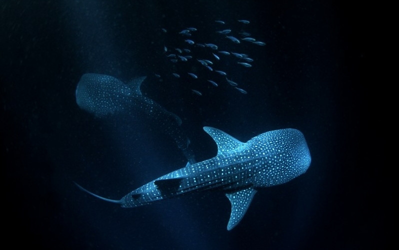 第56届荷赛获奖作品精选