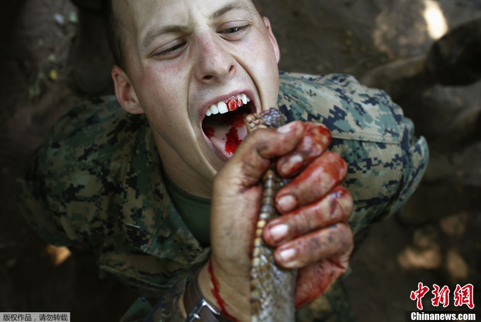 美军士兵野外生存演习生吃眼镜蛇