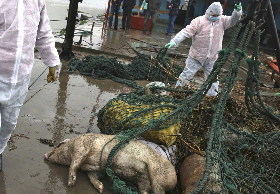 上海金山中联村无公害处理死猪400头