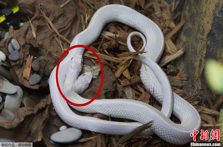 盘点全球罕见变异双头蛇